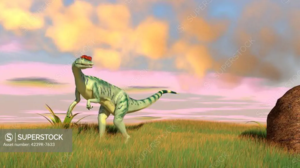 Dilophosaurus hunting in an open field.