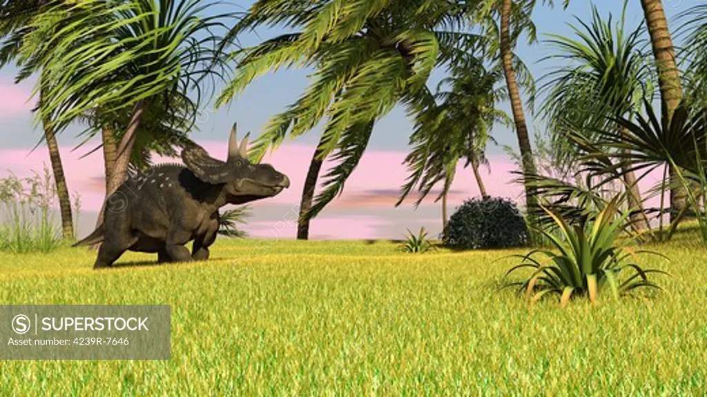 Triceratops roaming a tropical environment.
