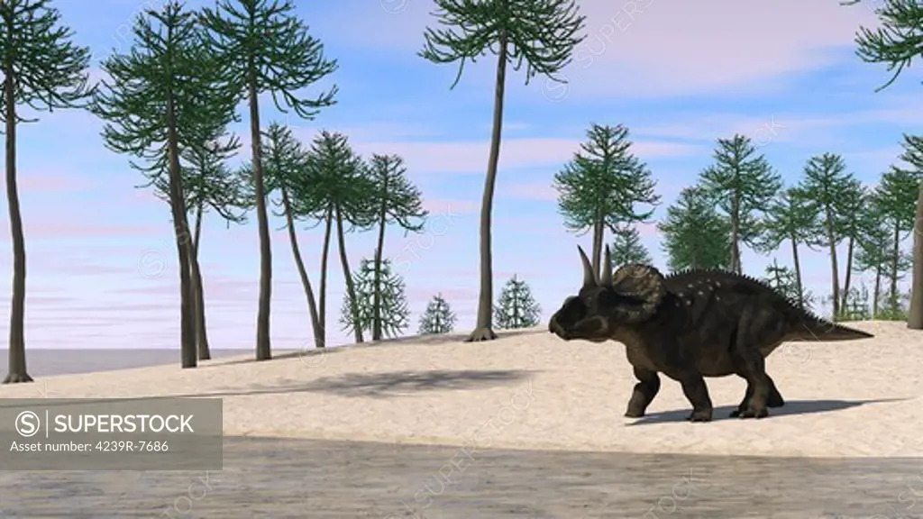 Triceratops walking along the shoreline.