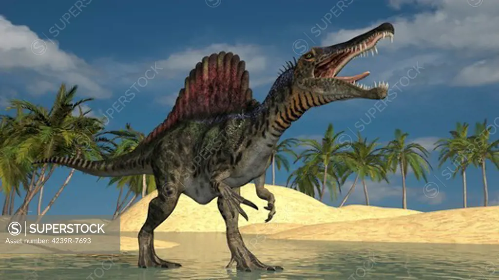 Spinosaurus hunting for its next meal in shallow waters.