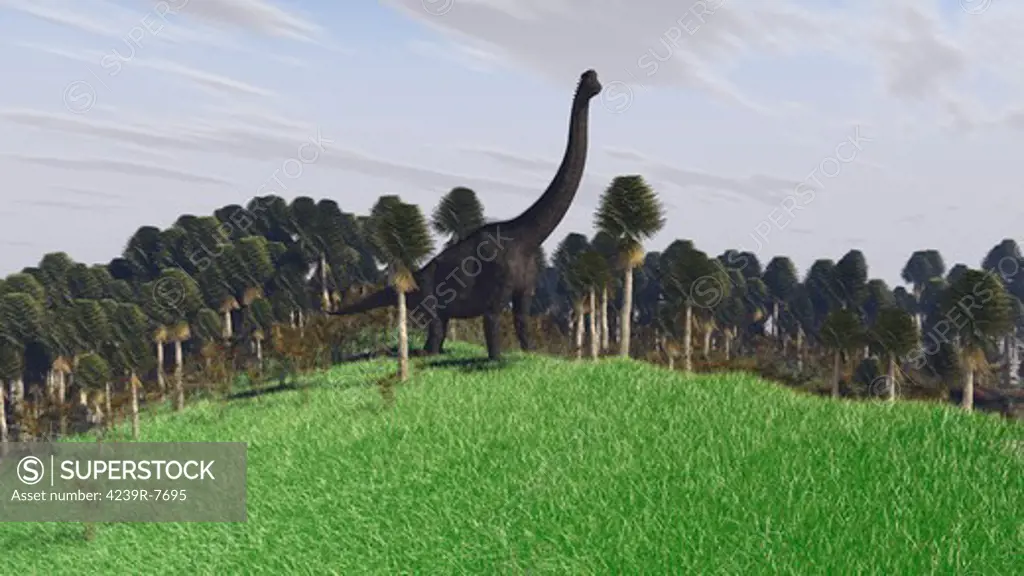Large Brachiosaurus in an open field.