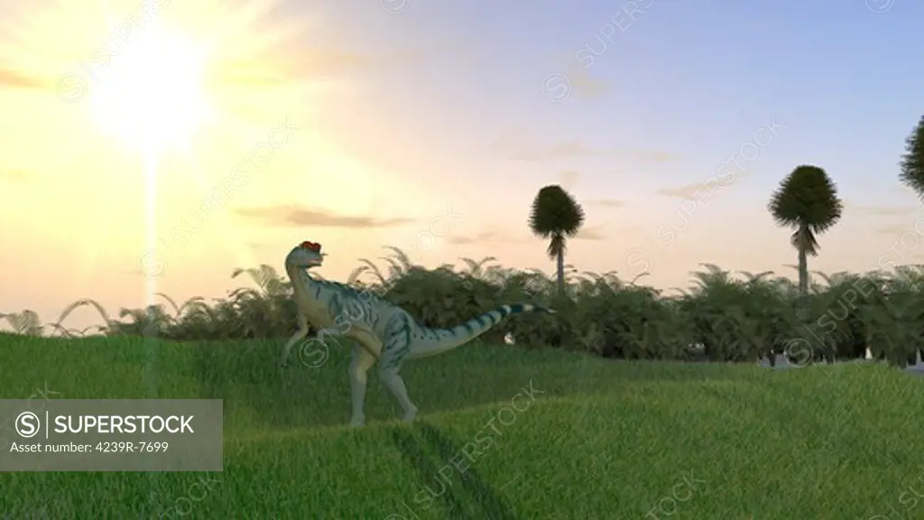 Dilophosaurus hunting for its next meal in an open field.