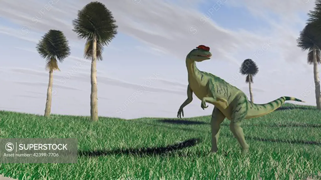 Dilophosaurus hunting for its next meal in an open field.