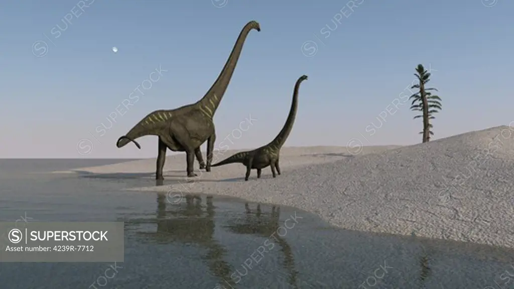 Two Mamenchisaurus roaming along the shoreline.