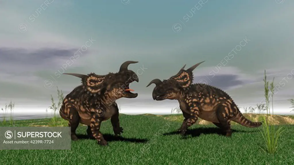 Two brown Einiosaurus dinosaurs confront each other in an open field.
