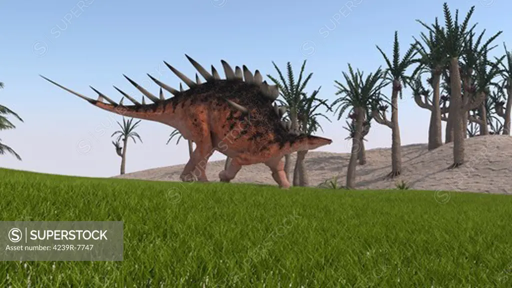 Kentrosaurus walking across a grassy field.