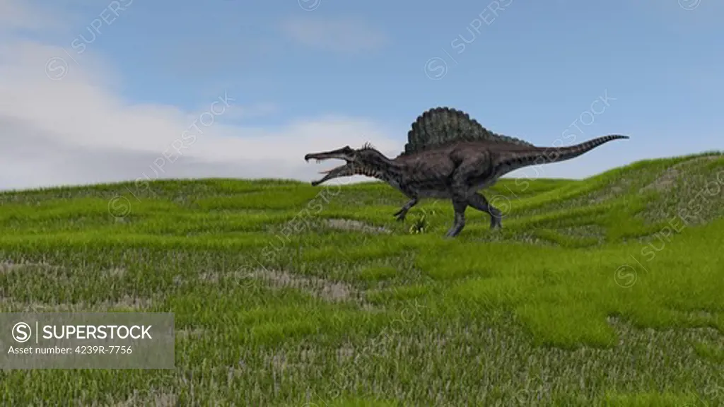 Spinosaurus walking across a grassy field.
