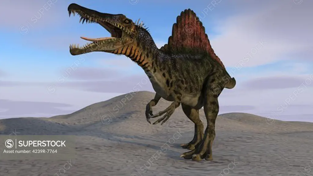 Spinosaurus hunting on barren terrain.
