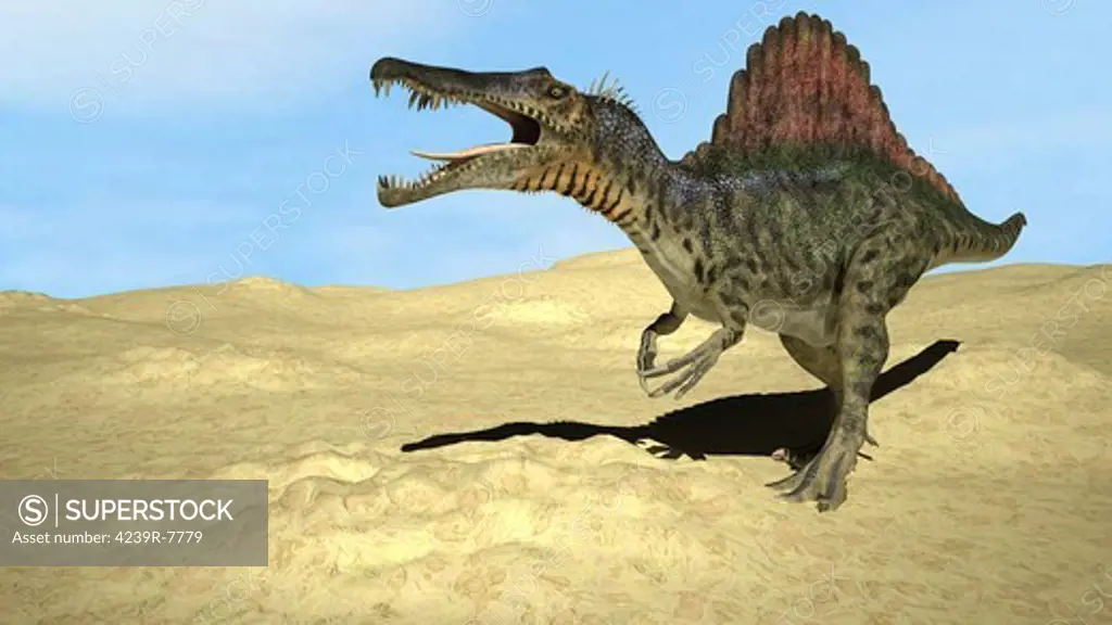 Spinosaurus walking across desert terrain.