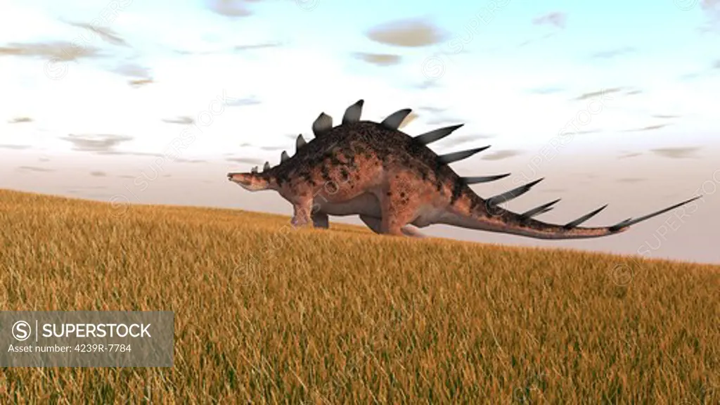 Kentrosaurus walking across a grassy field.