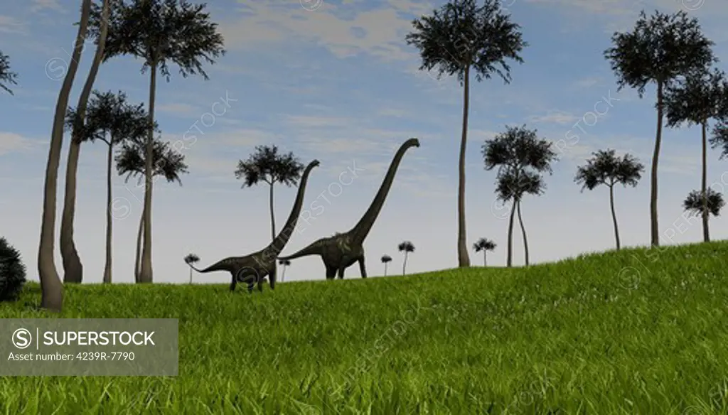 Two Mamenchisaurus walking across a grassy field.