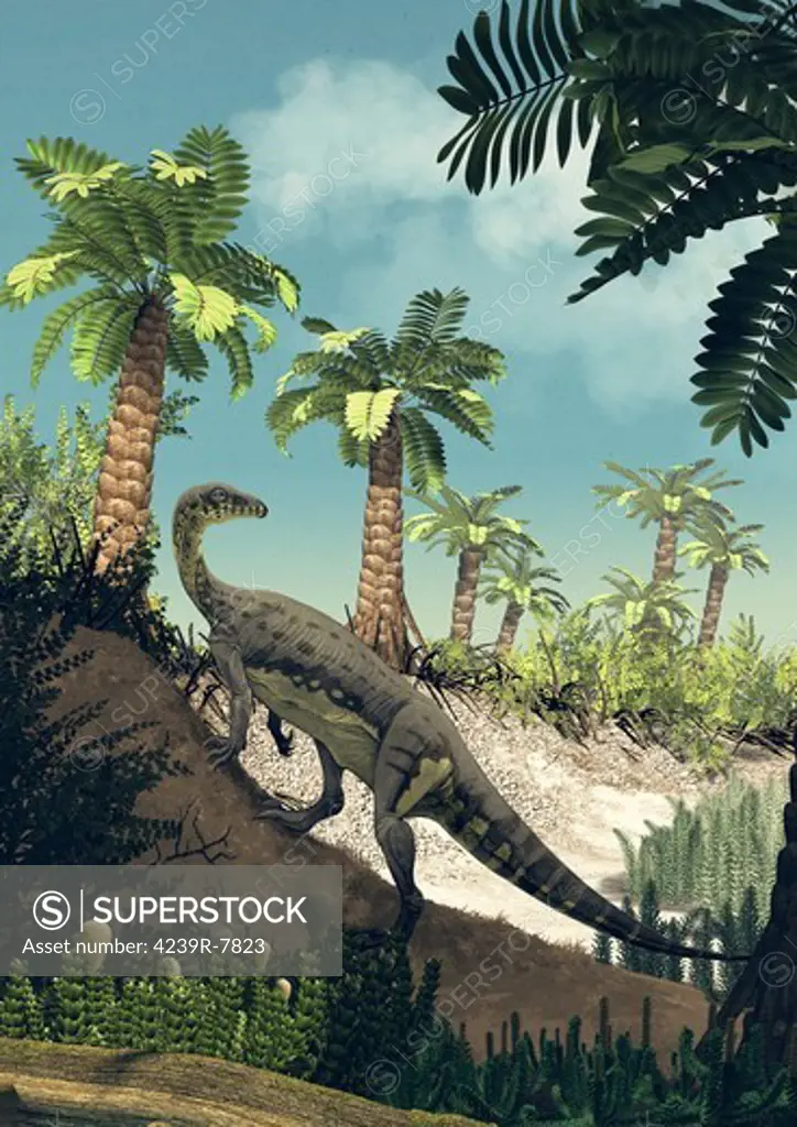 The prosauropod Anchisaurus polyzelus climbs the slope of a dry riverbed. Early Jurassic of North America.