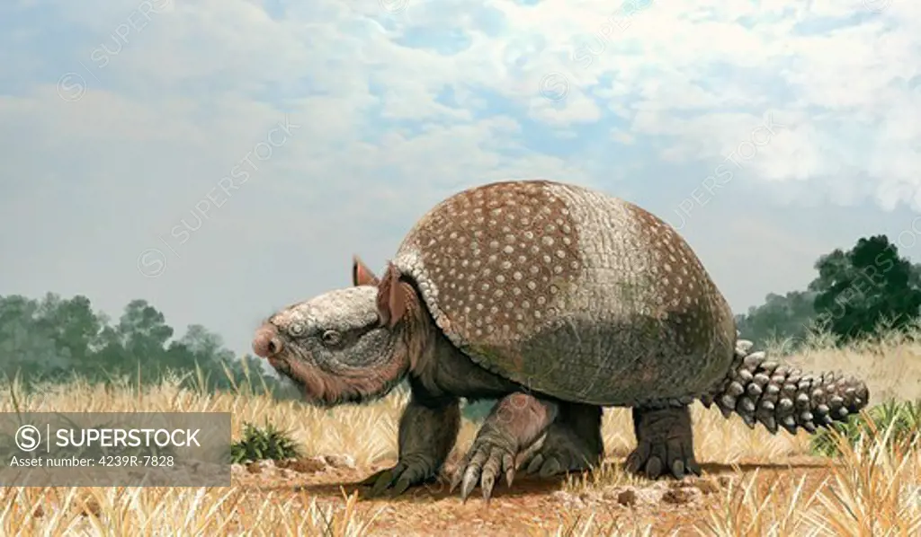 Glyptotherium arizonae, a glyptodontid from the Pleistocene megafauna of North America.