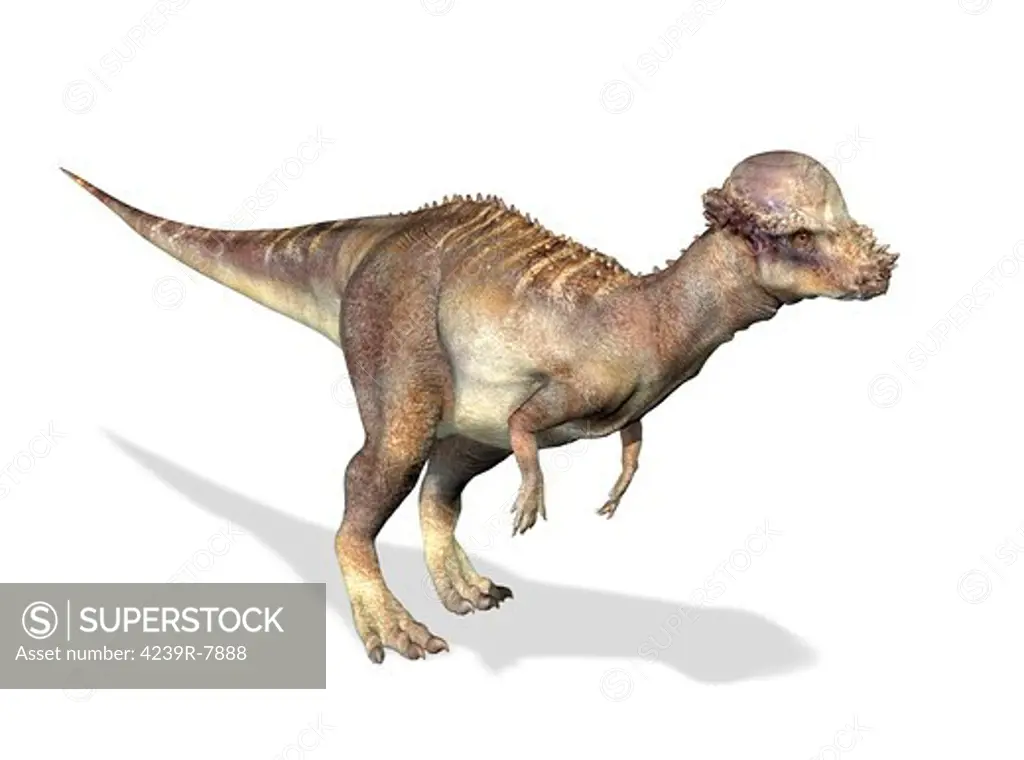 3D rendering of a Pachycephalosaurus dinosaur.