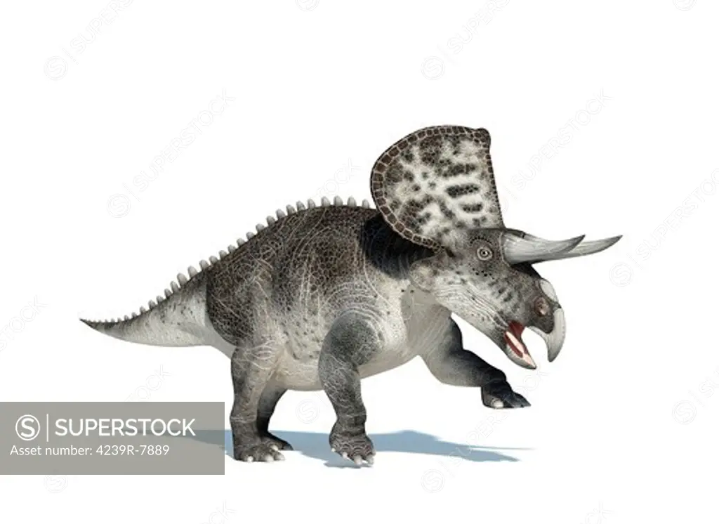 3D rendering of a Zuniceratops dinosaur.
