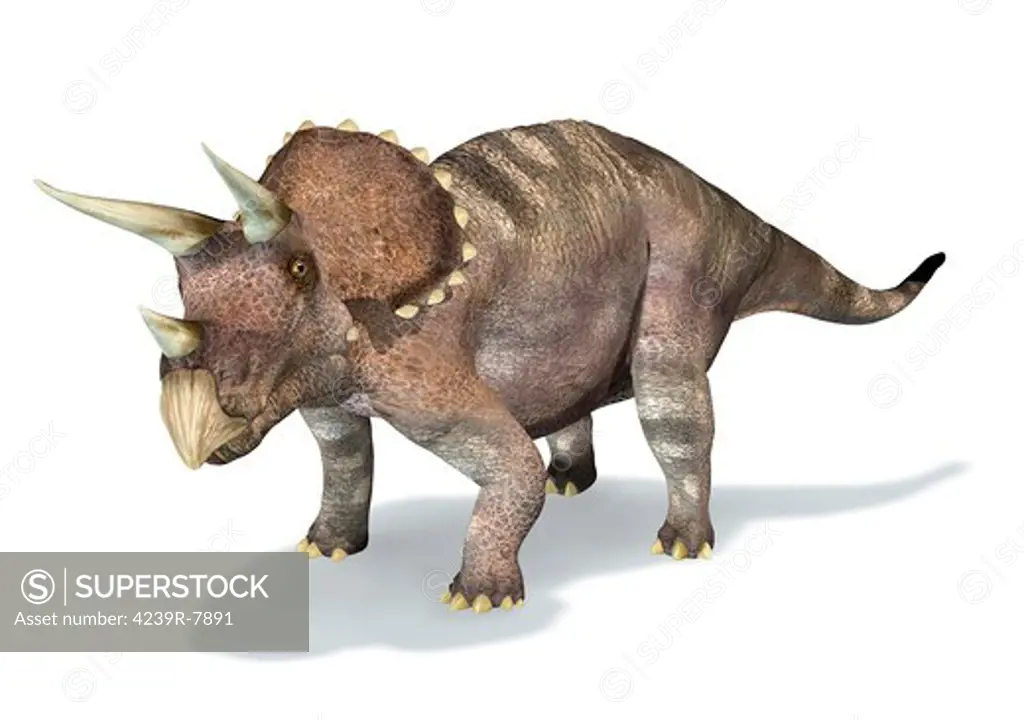 3D rendering of a Triceratops dinosaur.