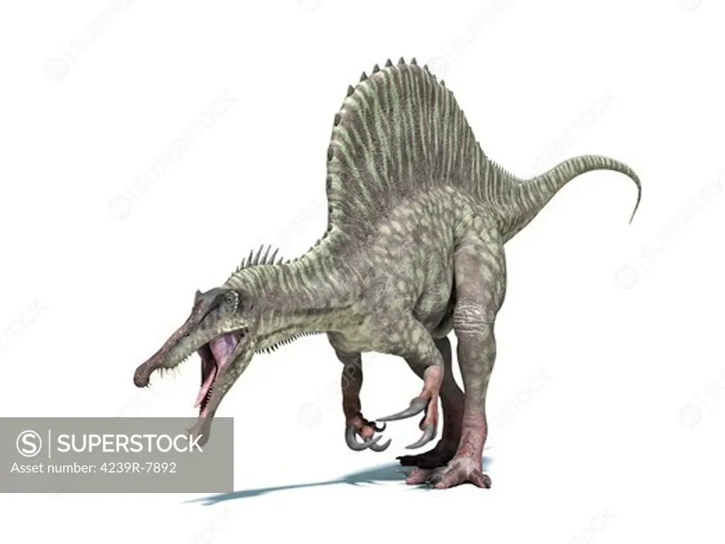 3D rendering of a Spinosaurus dinosaur.