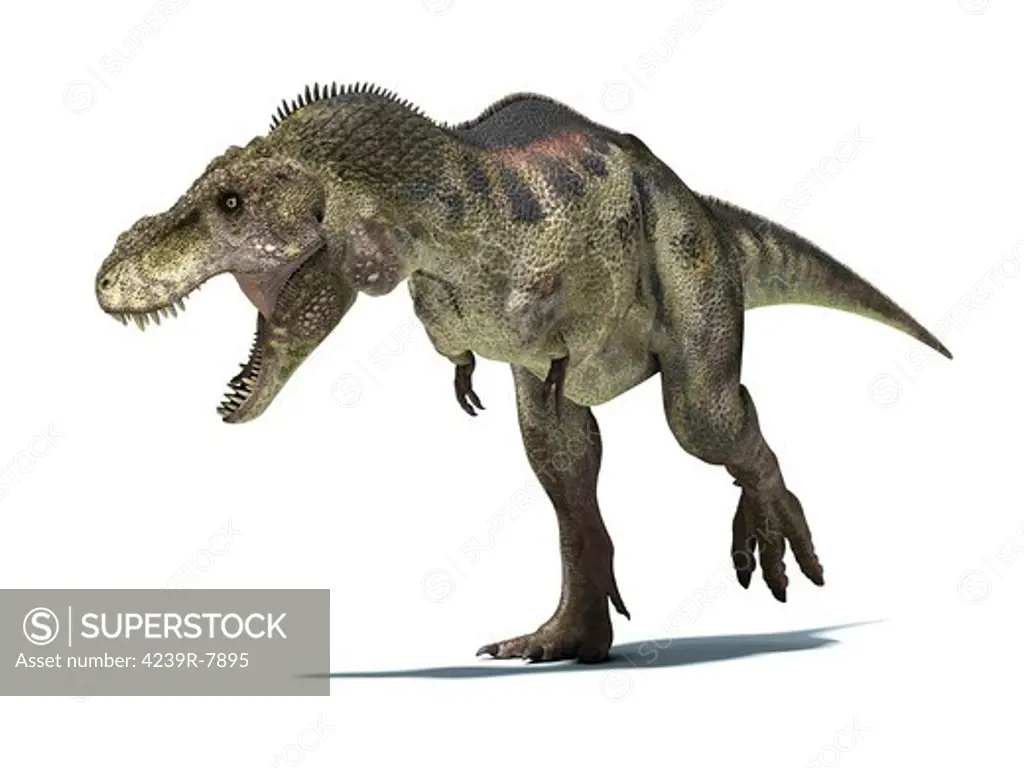 3D rendering of a Tyrannosaurus Rex dinosaur.