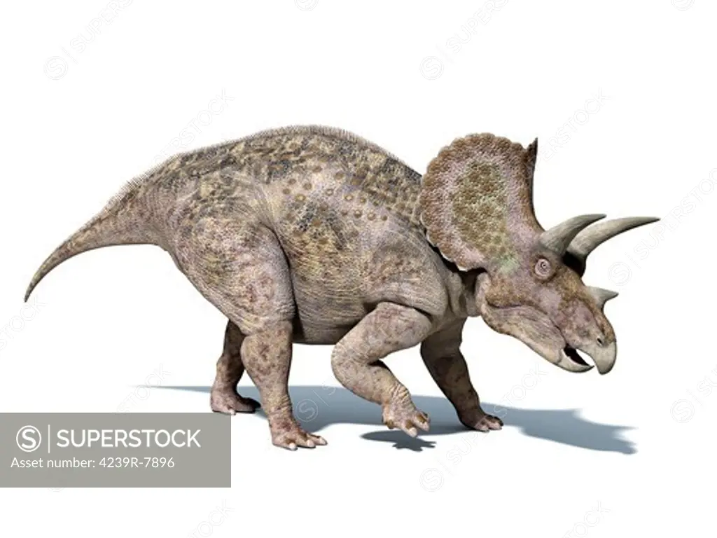 3D rendering of a Triceratops dinosaur, side view.