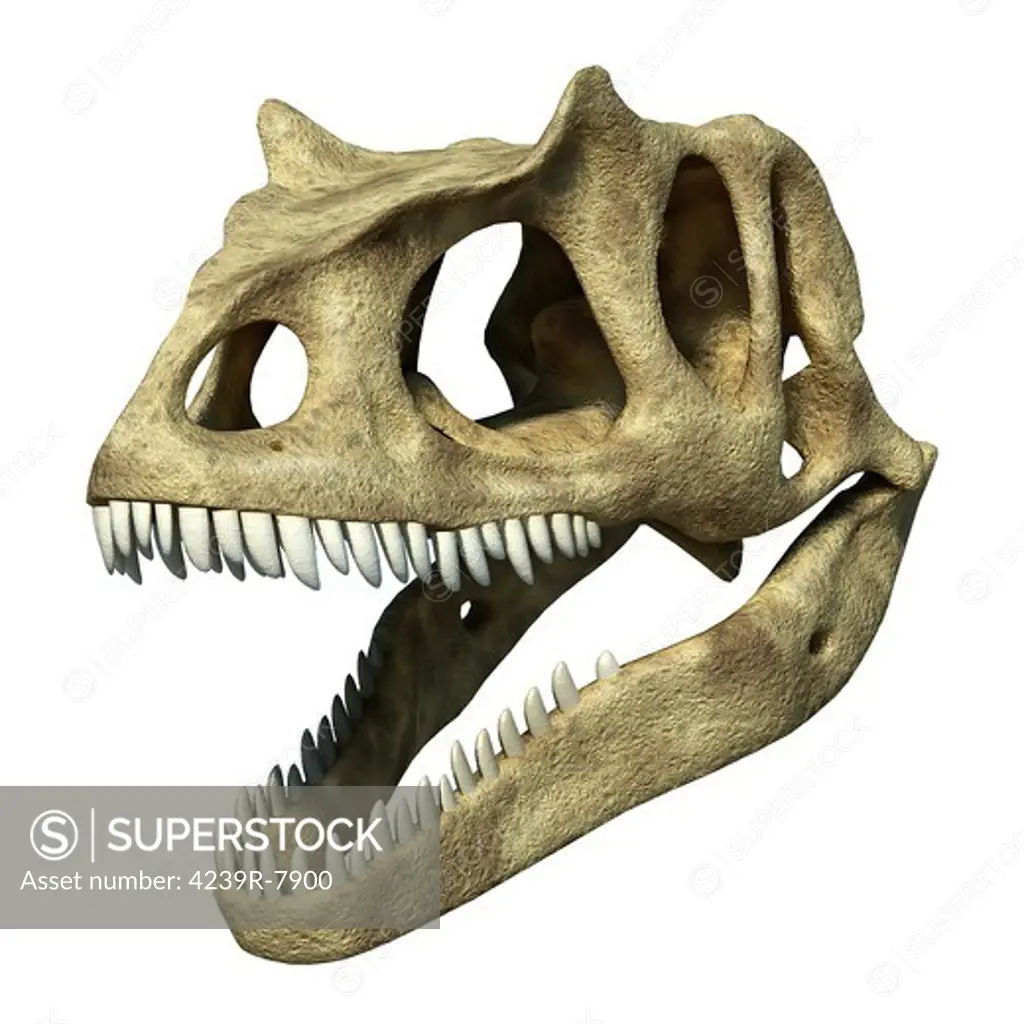 3D rendering of an Allosaurus skull.