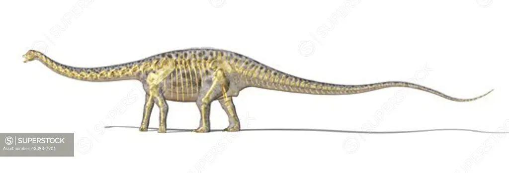 3D rendering of a Diplodocus dinosaur with full skeleton superimposed. Diplodocus was a giant herbivorous dinosaur of the late Jurassic period.