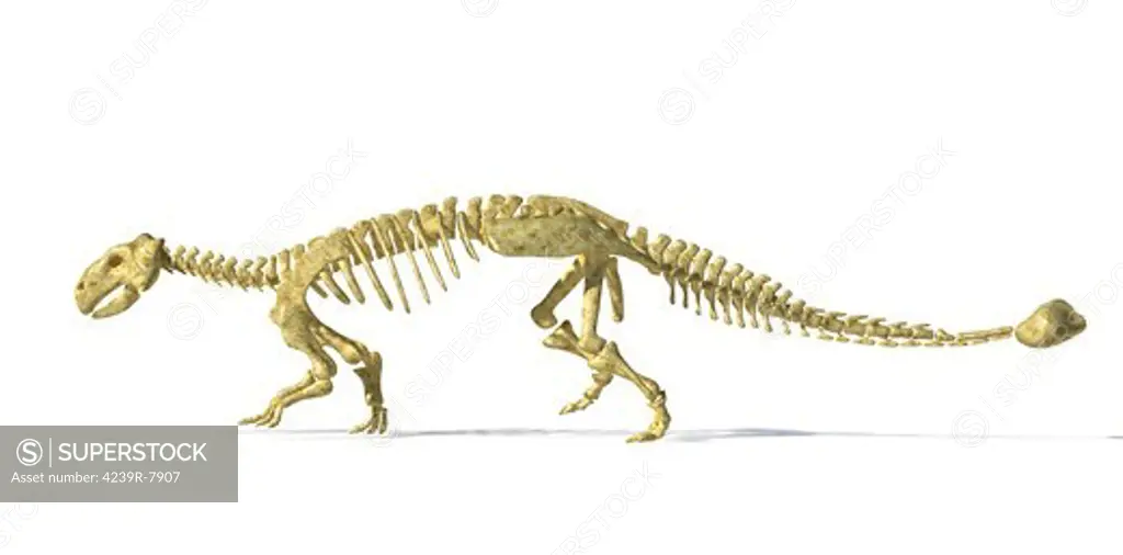 3D rendering of an Ankylosaurus dinosaur skeleton, side view. This armored dinosaur lived in the early Mesozoic era.