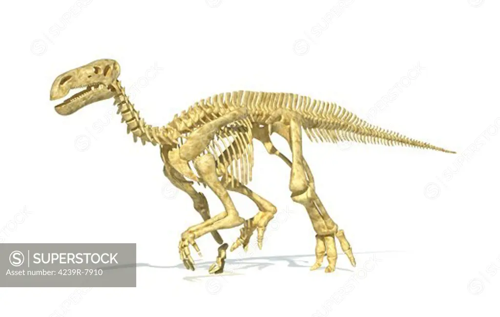 3D rendering of an Iguanodon dinosaur skeleton, perspective view.