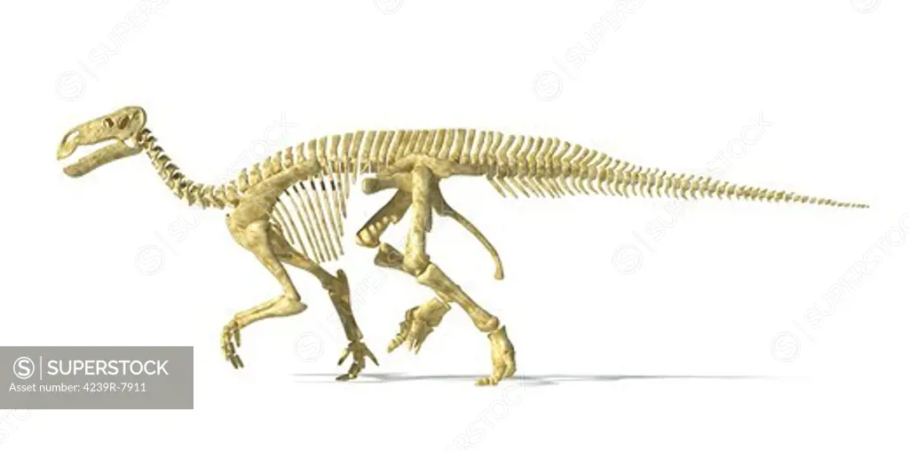 3D rendering of an Iguanodon dinosaur skeleton, side view.