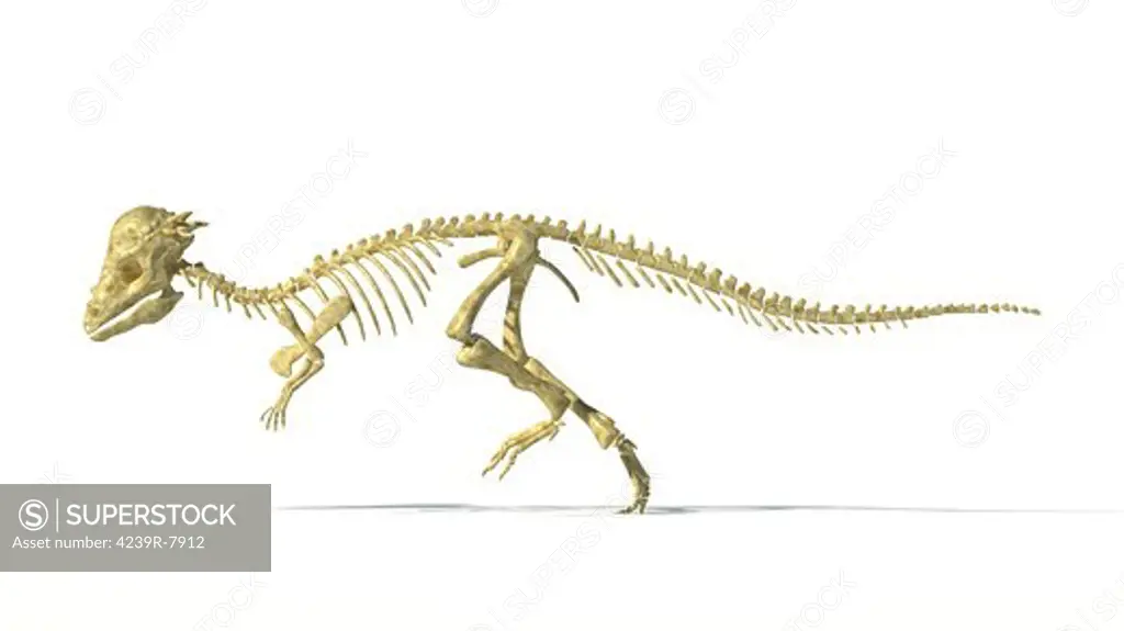 3D rendering of a Pachycephalosaurus dinosaur skeleton, side view.