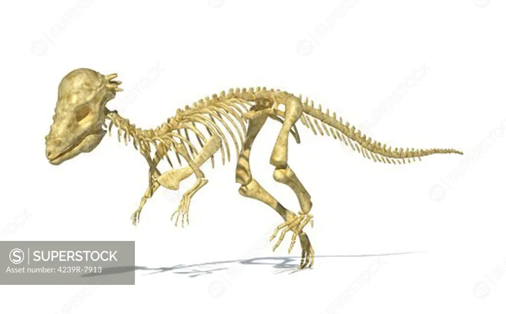 3D rendering of a Pachycephalosaurus dinosaur skeleton, perspective view.