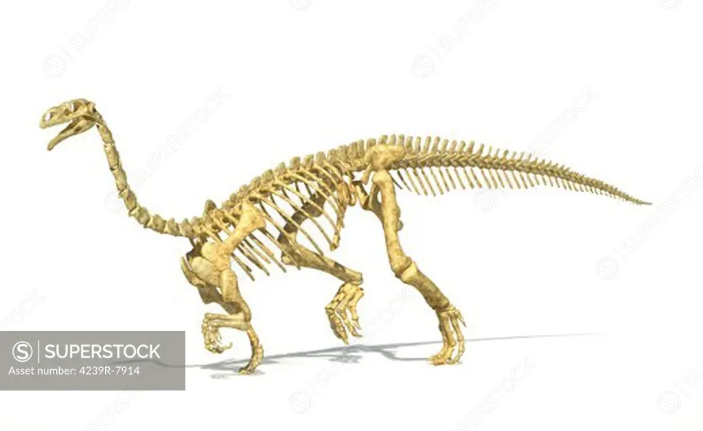 3D rendering of a Plateosaurus dinosaur skeleton, perspective view.