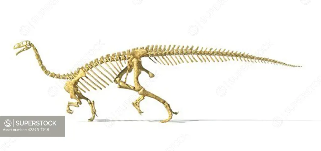 3D rendering of a Plateosaurus dinosaur skeleton, side view.
