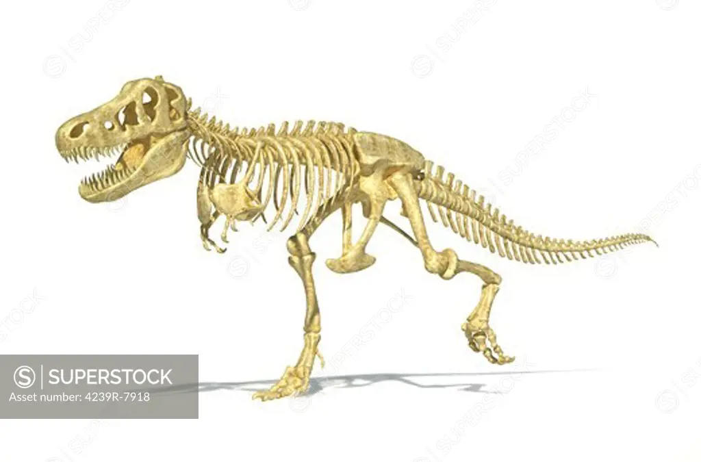3D rendering of a Tyrannosaurus Rex dinosaur skeleton, perspective view. T-Rex was one of the largest carnivorous dinosaurs of the Cretaceous period.