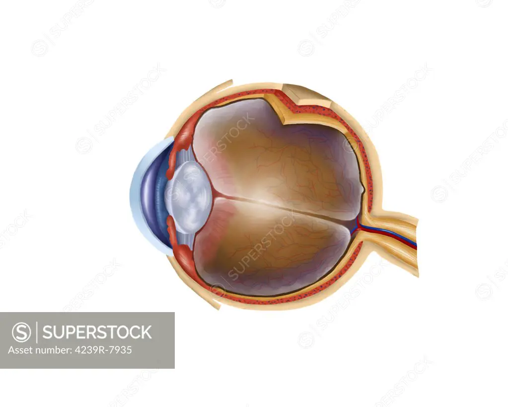 Anatomy of human eye.