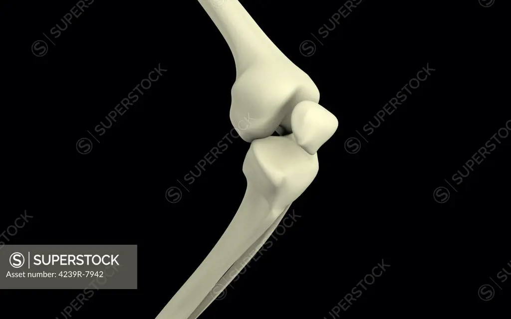 Illustration of knee bone, bending.