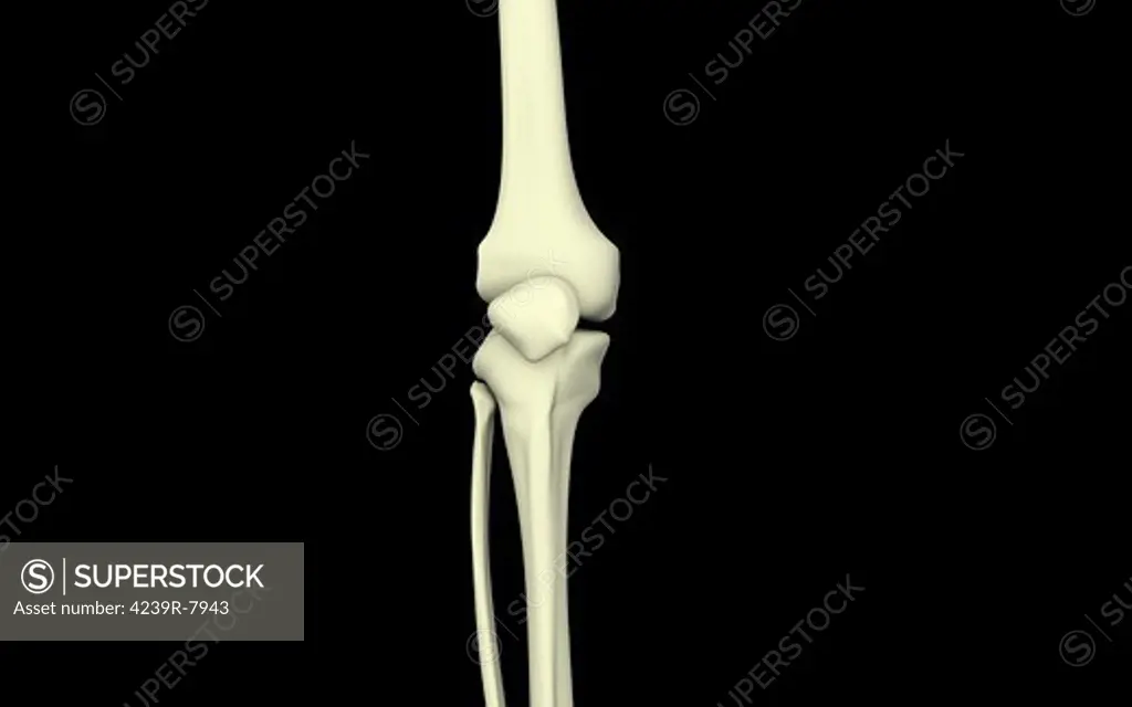 Illustration of knee bone, straight.