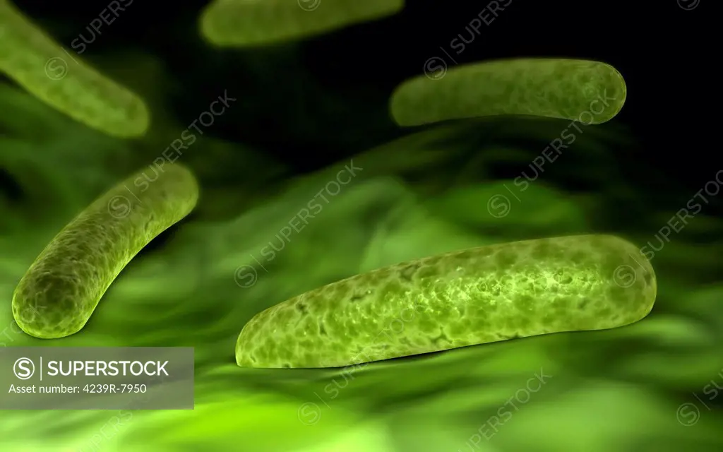 Microscopic view of bacteria.
