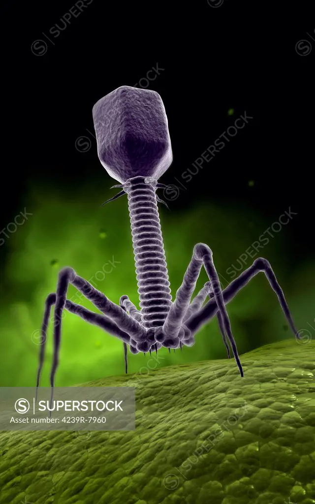 Microscopic view of bacteriophage.