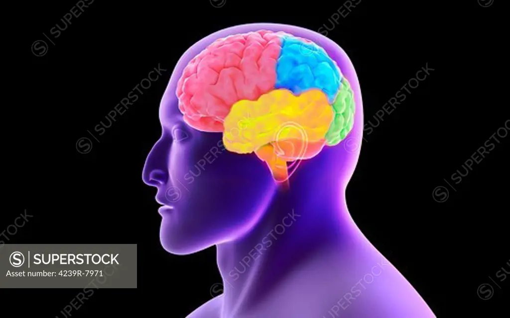 Conceptual image of human brain.