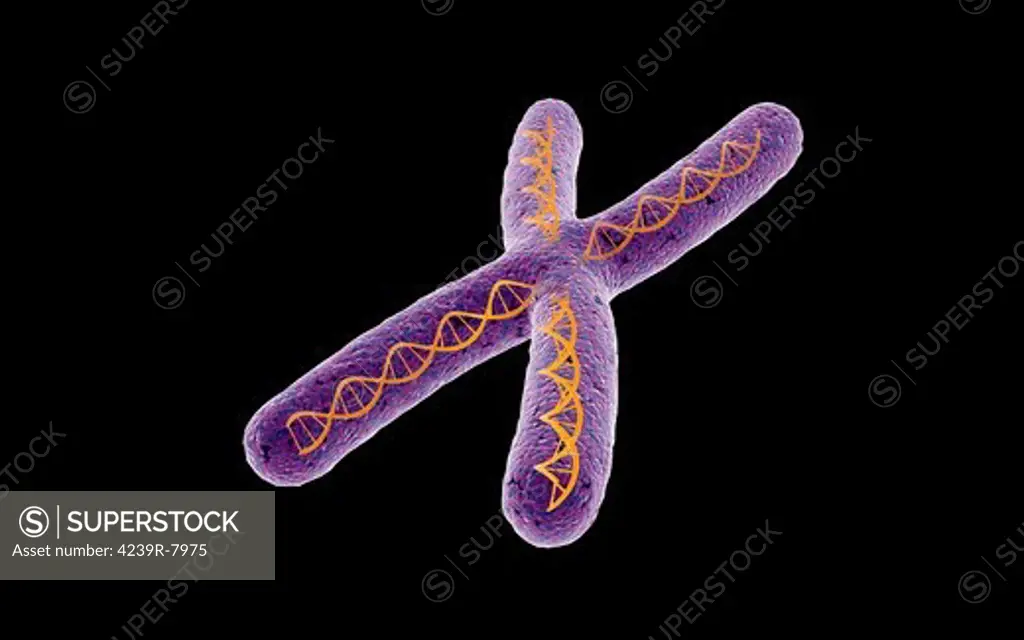 Conceptual image of chromosome.