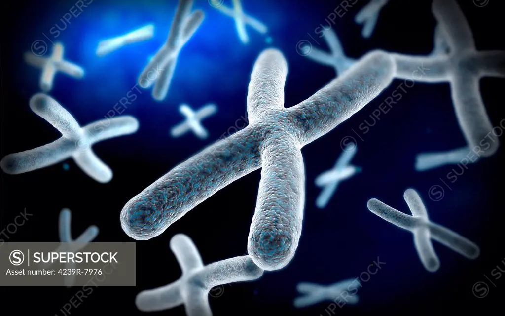 Microscopic view of chromosome.
