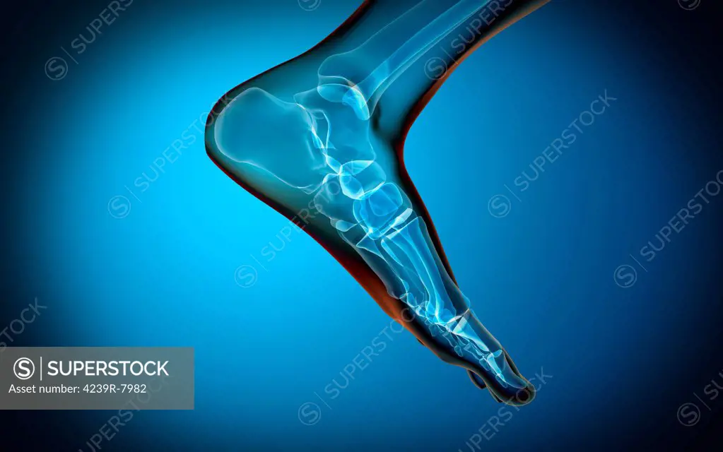 X-ray view of human foot.