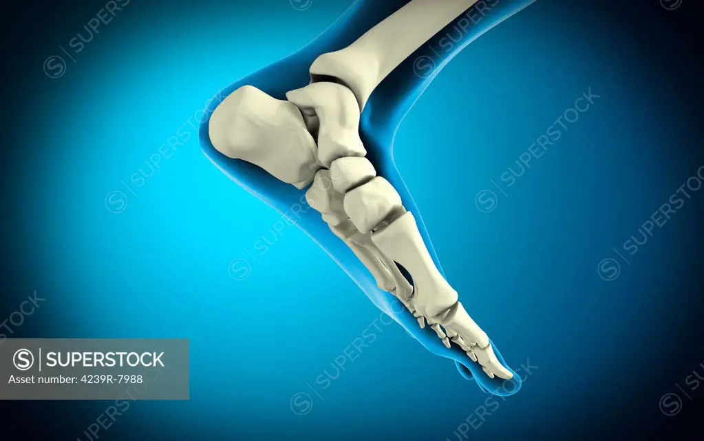 X-ray view of bones in human foot.