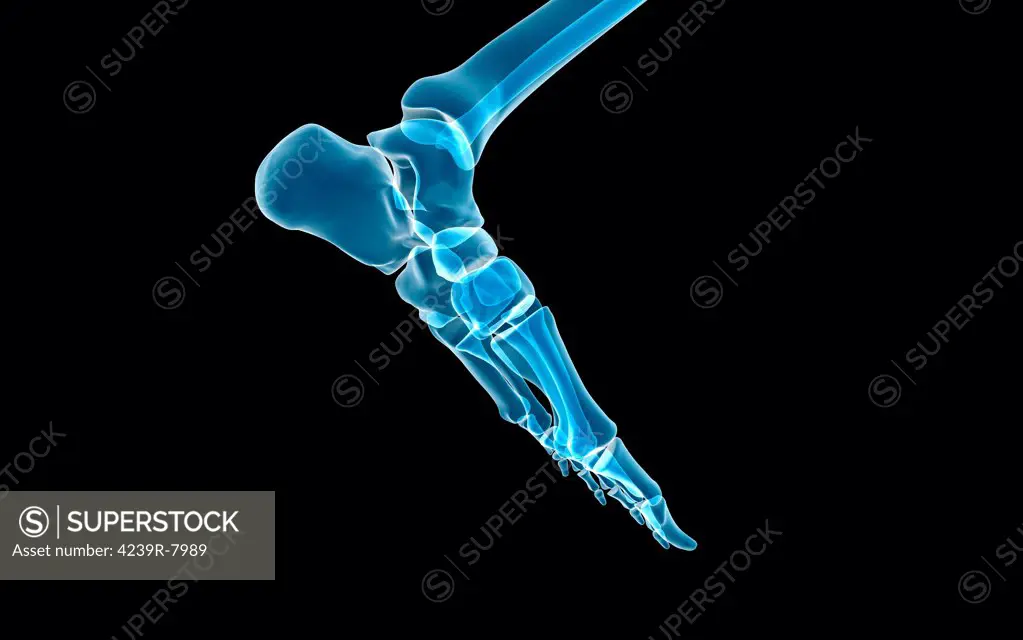 Bones in the human foot.