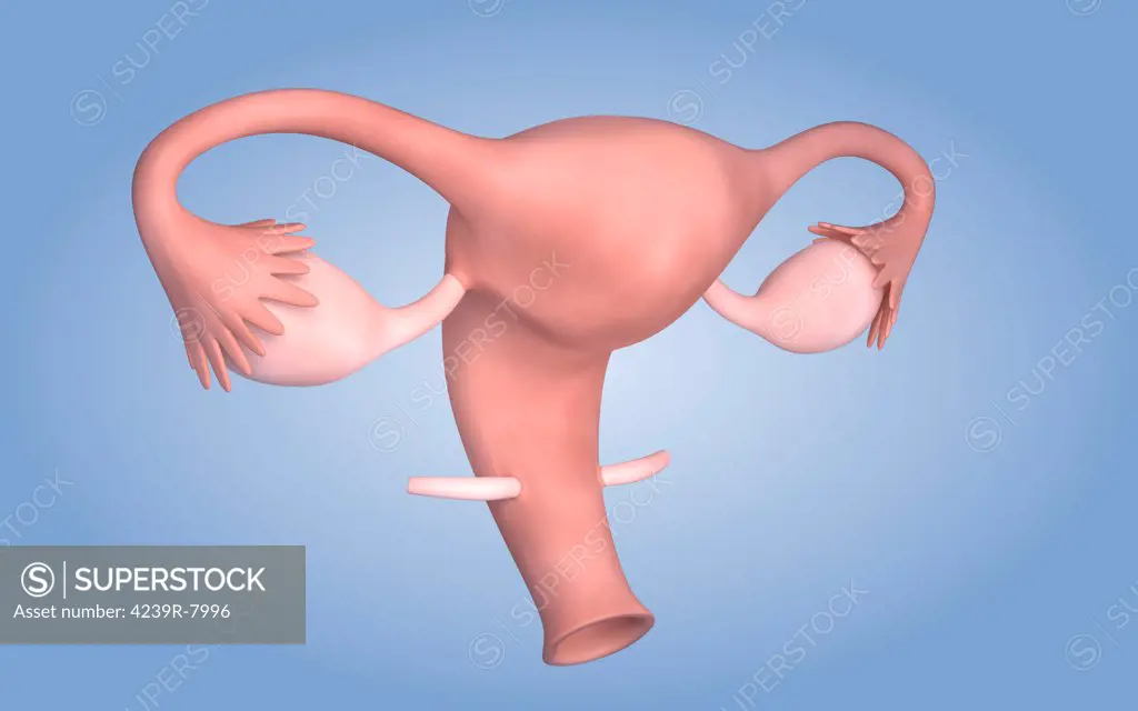 Conceptual image of female reproductive organ.