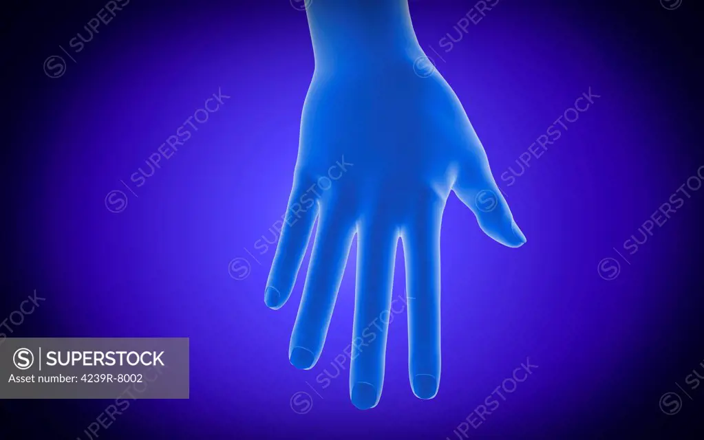 X-ray view of human hand.