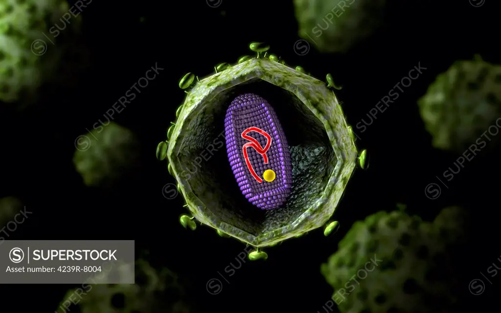 Microscopic view of HIV virus, cross section.