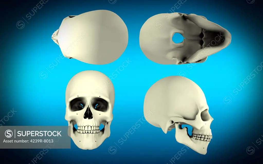 View of human skull from different angles.