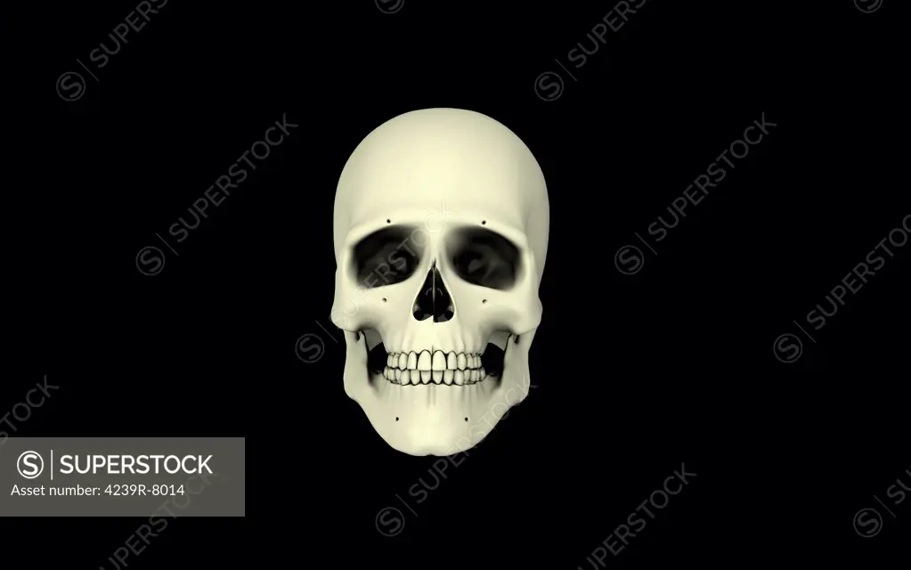 Front view of human skull.