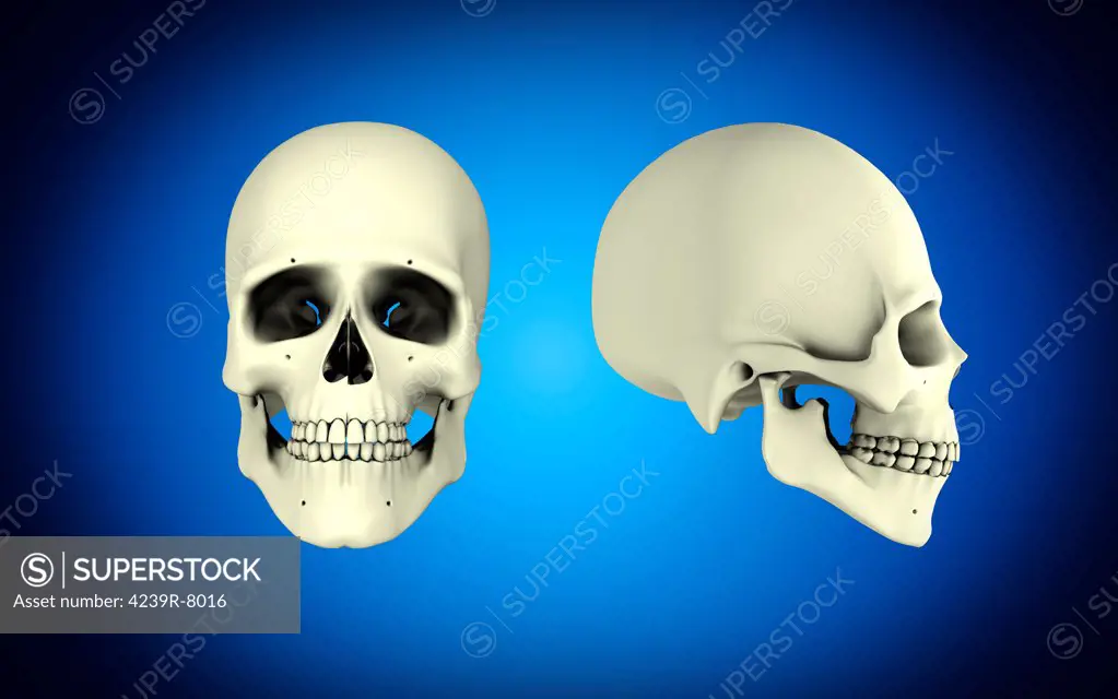 Front view and side view of human skull.